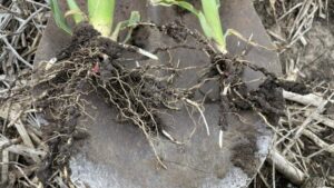 Evaluate Early-Season Corn Conditions for Better Yield Outcomes