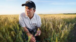 Novin AgriTech Receives USDA Grant to Develop Novel Traits for Wheat, Accelerate Trait Integration