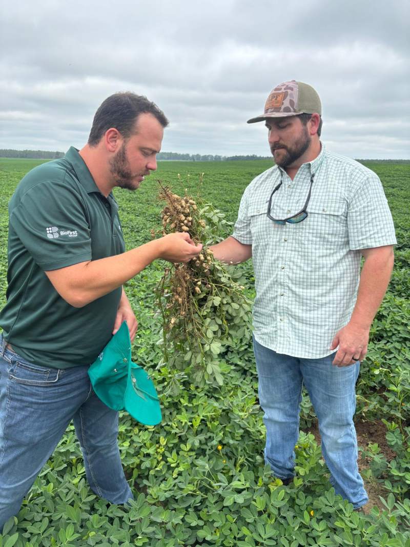 At Birdsong Peanut (large peanut producer and processor in the southern US). Field evaluation in a demonstration field in North Florida