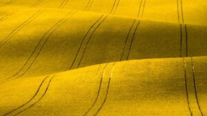 BASF Introduces New InVigor Gold Canola Seed Hybrid for the 2027 Season