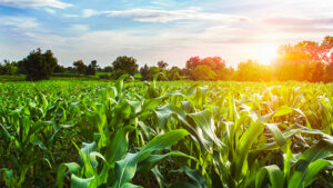 Syngenta Sues BASF for Infringing U.S. Herbicide Patent
