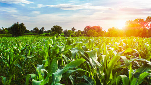Syngenta Sues BASF for Infringing U.S. Herbicide Patent
