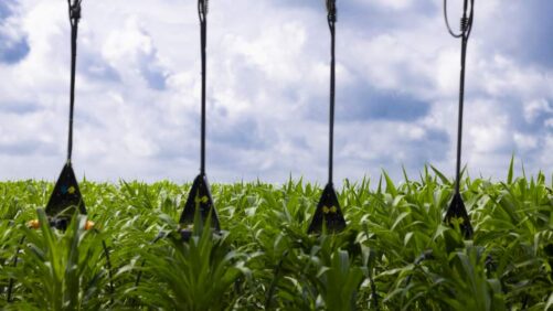 Protecting Corn Yield with Nitrogen Management