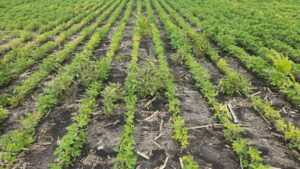 How to Protect Your Growers’ Seed Investment This Year
