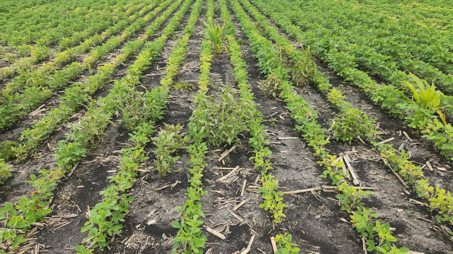 Weed control and nodulation checks are a top priority for soybean fields early in the season.