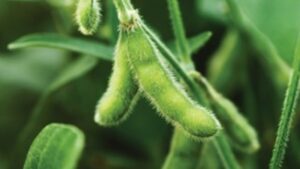 HELM Crop Solutions