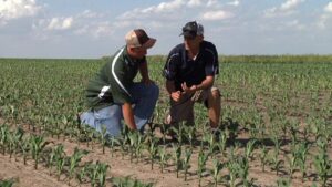 An Insect and Disease Scouting Guide for Protecting Yield from Emergence to Harvest