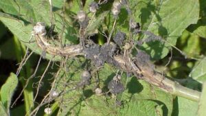 Early Nodulation Checks Can Reveal Yield-Limiting Nitrogen Gaps in Soybeans