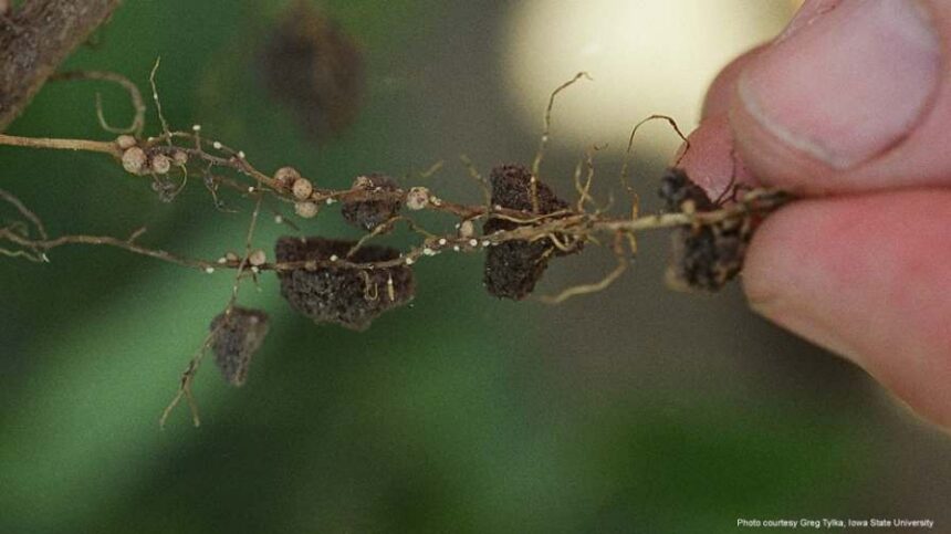 Proactive Management Helps Keep SCN Populations Low
