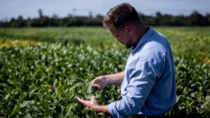 BASF Agricultural Solutions Starts Global Registration of Novel PPO Herbicide Replexor Active