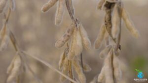 Amino Acids, Boron and Micros: Integrated Seed Helping Soybean Growers Gain More Pods, Bigger Beans