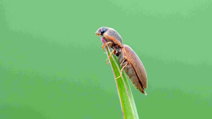 Renaissance BioScience Receives Genome BC Funding to Extend RNAi Biopesticide Platform to Target Soil-Dwelling Crop Pests