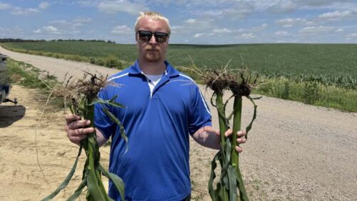 New Insecticide/Nematicide Provides a Soil Safeguard