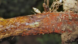 Red Crown Rot Mistaken for SDS May be Hiding in Soybean Fields