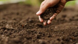 From Nanotech to AI: Rethinking Micronutrient Delivery