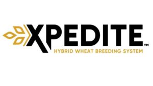 Vylor Confirms Breakthrough Wheat Technology Will Launch in 2027