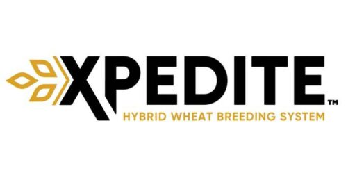 Vylor Confirms Breakthrough Wheat Technology Will Launch in 2027