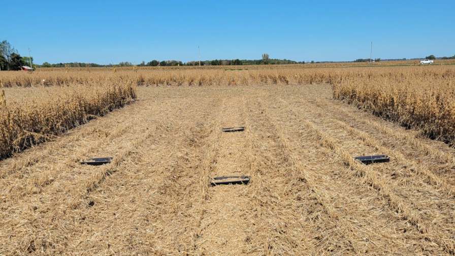 Researchers collect samples of chaff from experimental chaff lines in research plots at Ohio State. (Photo credit: Amber Emmons, Ohio State)