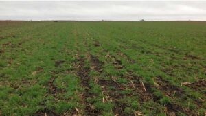 Key Considerations for Cover Crop Success This Fall