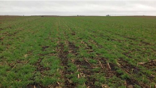 Key Considerations for Cover Crop Success This Fall