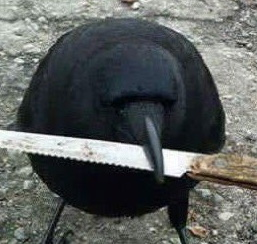 Count Succula