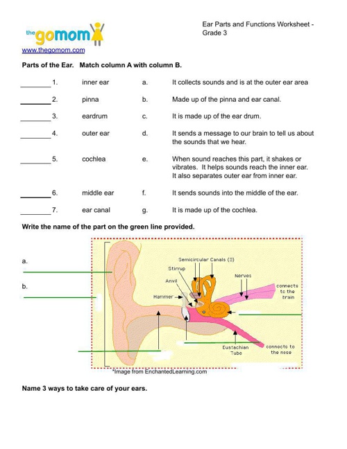 ear-parts-and-functions-by-cathy-brooks-flipsnack