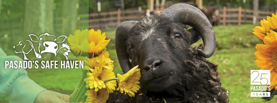 Pasado's Safe Haven Mobile Site Banner