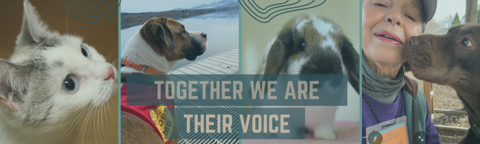 Wenatchee Valley Humane Society Mobile Site Banner