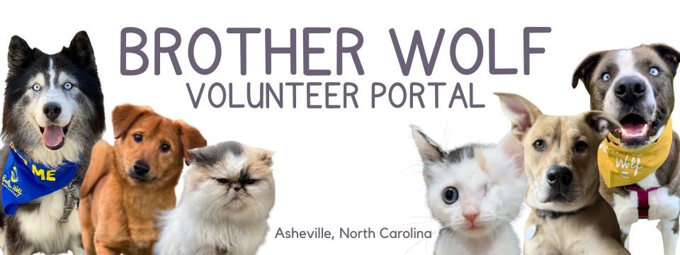 Brother Wolf Volunteer 