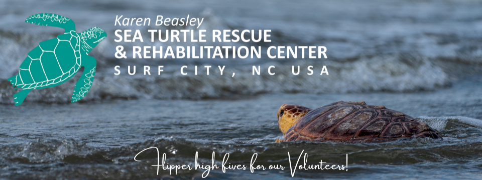 Volunteer Page for the Karen Beasley Sea Turtle Rescue and Rehabilitation Center