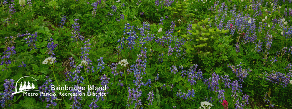 Bainbridge Island Metro Park & Recreation District