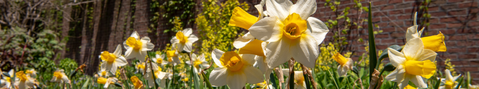 Chicago Botanic Garden, with multicolored dramatic lighting