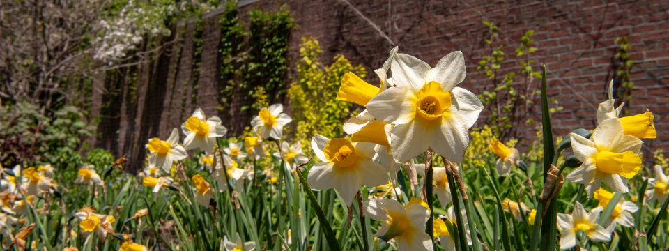 Chicago Botanic Garden, with multicolored dramatic lighting