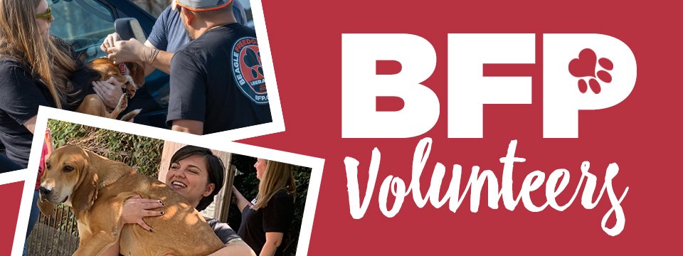Beagle Freedom Project Volunteer Portal