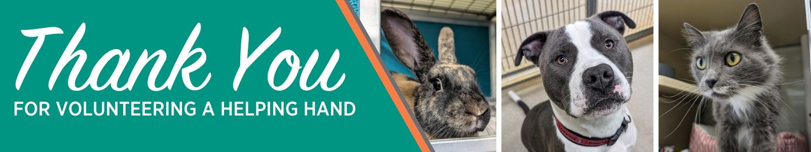 Virginia Beach SPCA Desktop Site Banner