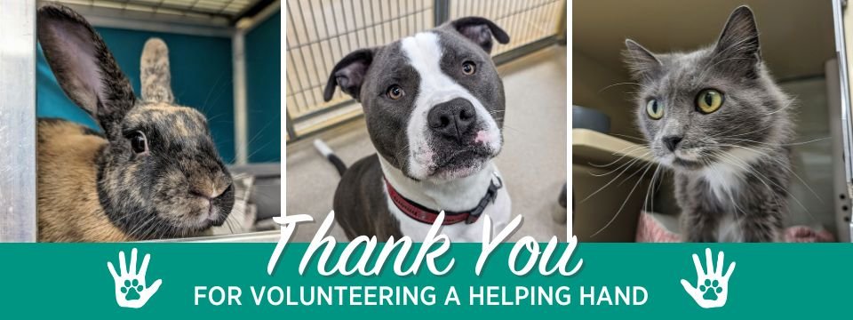 Virginia Beach SPCA Mobile Site Banner