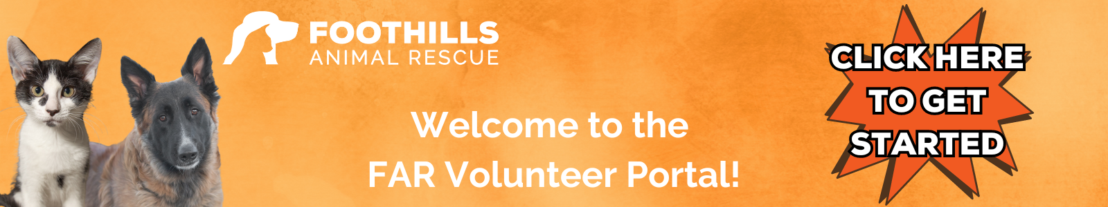 Foothills Animal Rescue Volunteer Portal banner featuring a black puppy with their tongue sticking out, two lounging tabby cats and a white dog in a full sprint
