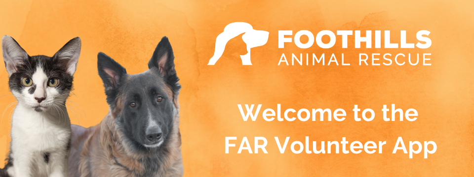 Foothills Animal Rescue Volunteer Portal banner featuring a black puppy with their tongue sticking out, two lounging tabby cats and a white dog in a full sprint
