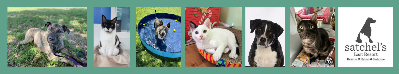 Satchel's Last Resort Desktop Site Banner