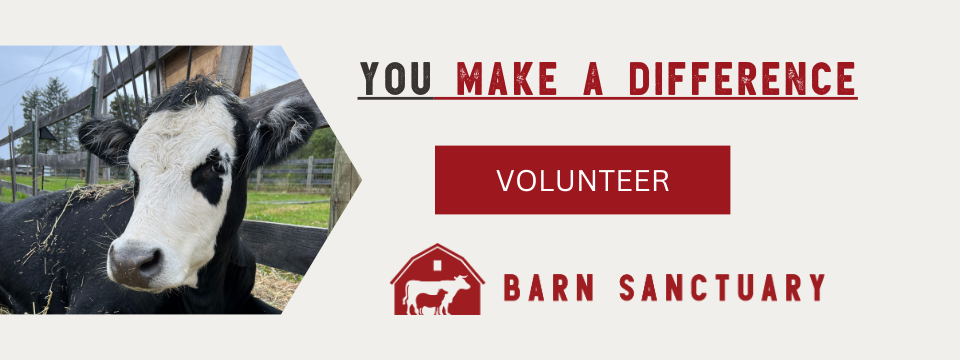 Barn Sanctuary Mobile Site Banner