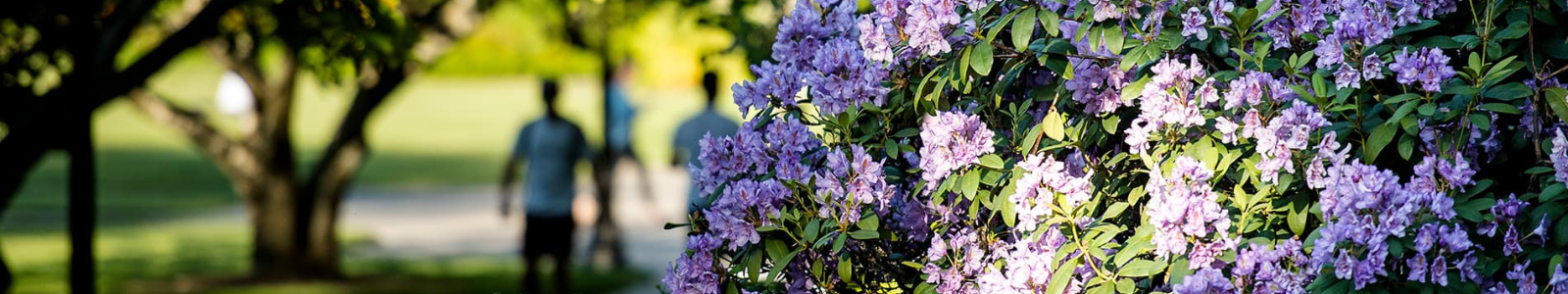 Volunteer Hub Desktop Site Banner