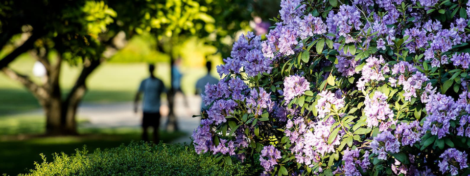 Volunteer Hub Mobile Site Banner