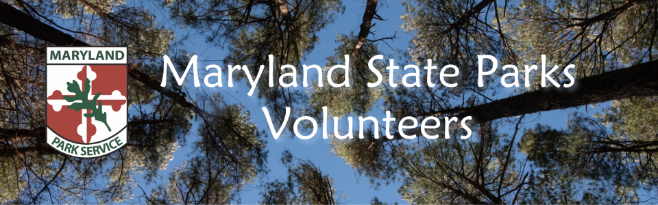 Pine tree canopy with the Maryland Park Service logo and the words Maryland State Parks Volunteers