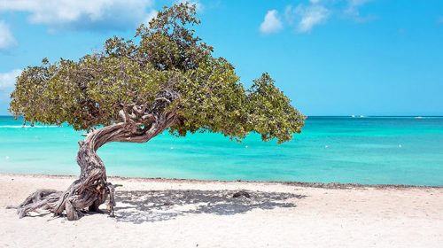 Captivating Aruba