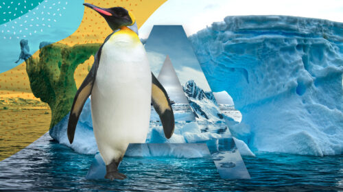 A Polar Voyage of a Lifetime: Antarctica