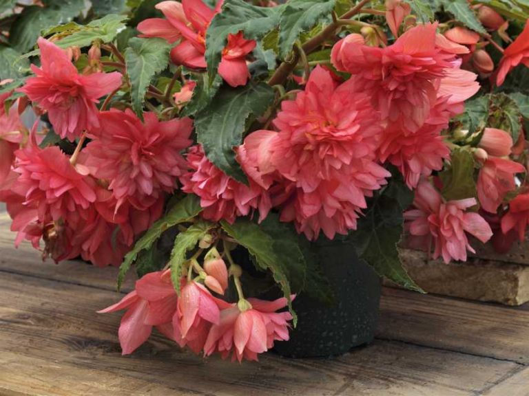 Begonia × hybrida ‘Funky Pink’ (Benary)