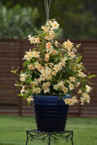 Mandevilla ‘Sun Parasol Apricot’ (Suntory Flowers)