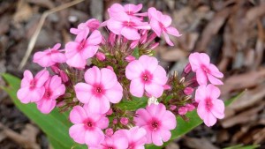 Phlox 'Early Pink Dark Eye' from Dummen Orange