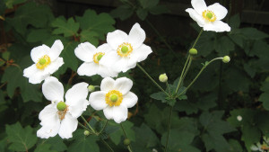 What to Expect at the Perennial Plant Symposium in Denver in July