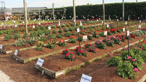 Costa Farms Hosting Winter Open House in January